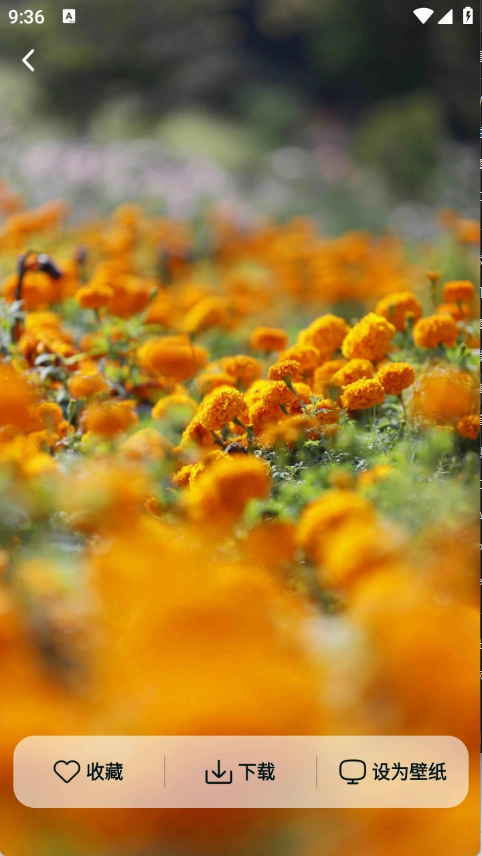 灵蝶壁纸安装最新版截图1