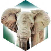 方舟动物园手机版