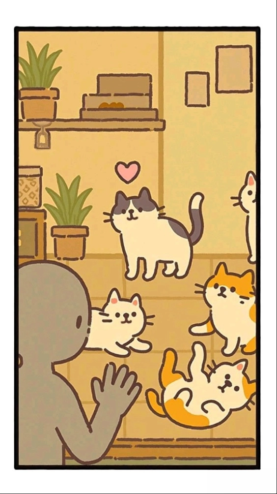 领养一只流浪猫5