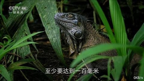 全網(wǎng)通TV截圖1