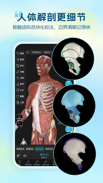 维萨里3D解剖(3)