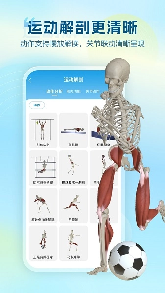 维萨里3D解剖(4)