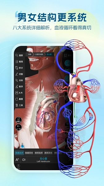 维萨里3D解剖(1)