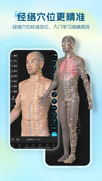 维萨里3D解剖(5)