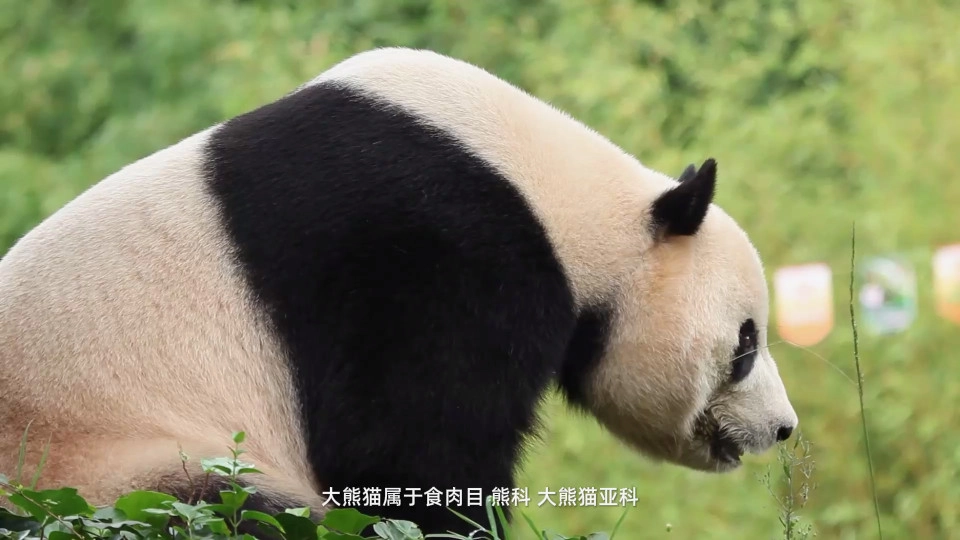 探趣动物园游戏